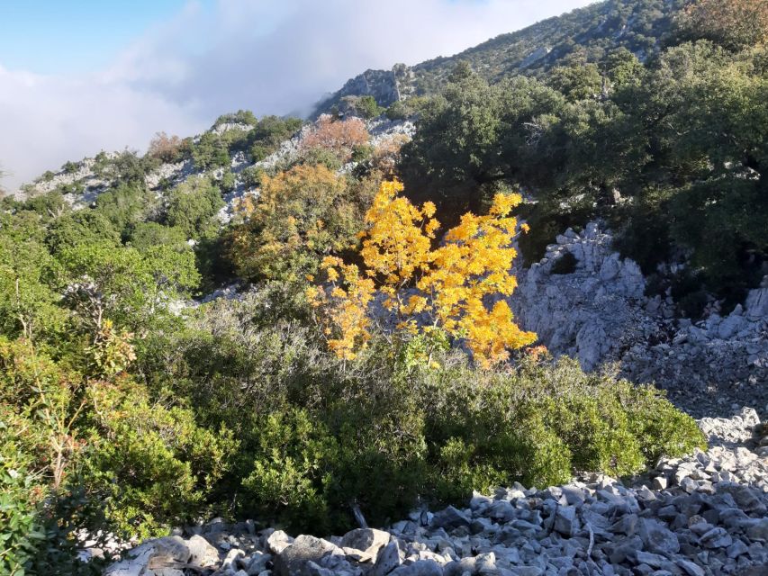Baunei: Cala Goloritzè Trekking Tour with A Guide - What to bring for an easier day