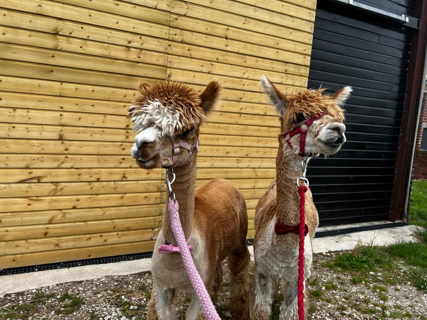Brackenfield: Alpaca Trek - Booking, cancellation, and changing plans