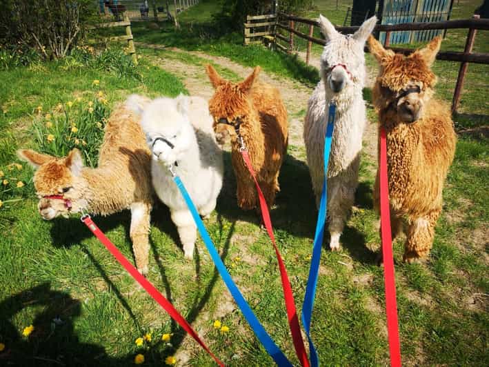 Brackenfield: Alpaca Trek - A calm start in the Derbyshire countryside
