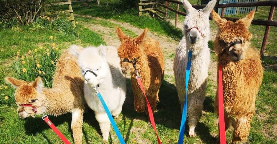 Brackenfield: Alpaca Trek - Choosing your walking companion