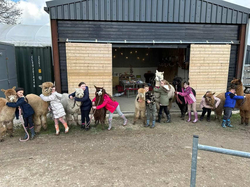 Brackenfield: Alpaca Trek - The trek through the Amber Valley farm