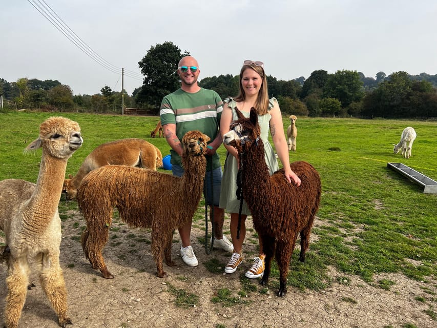 Brackenfield: Alpaca Trek - Feeding time in the paddock