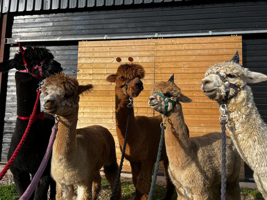 Brackenfield: Alpaca Trek - Practical limits and access concerns