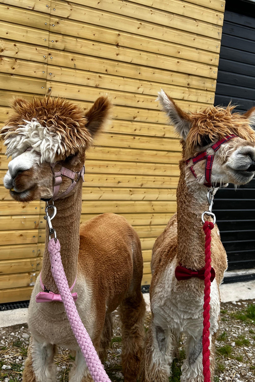 Brackenfield: Alpaca Trek - What happens during the alpaca introduction