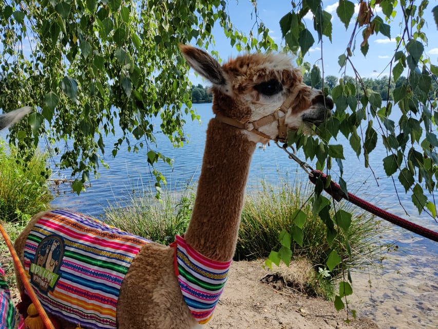Braunschweig: Alpaca Trekking Tour - Meeting the alpacas near Alte Leipziger Strasse