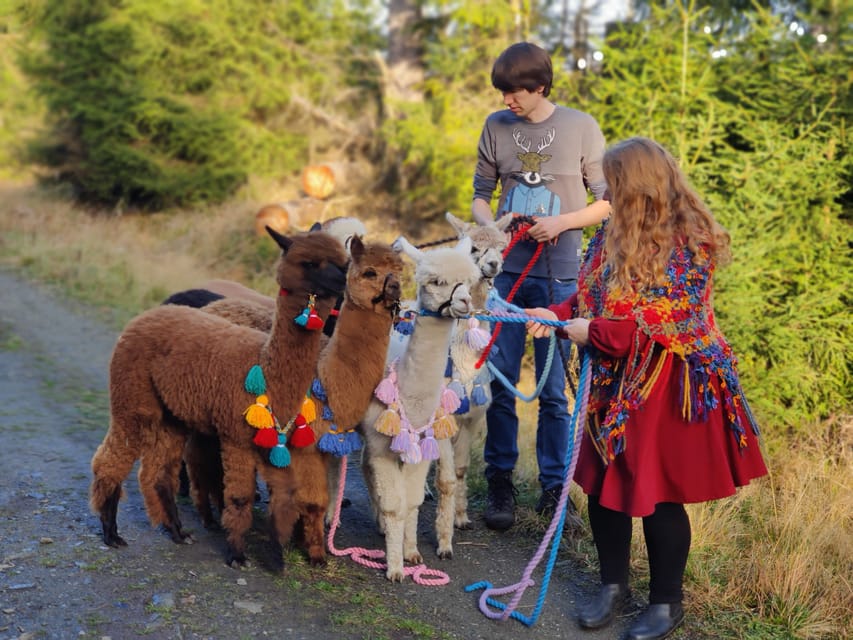 Braunschweig: Alpaca Trekking Tour - The 75-minute walk toward the Oker River or Südsee