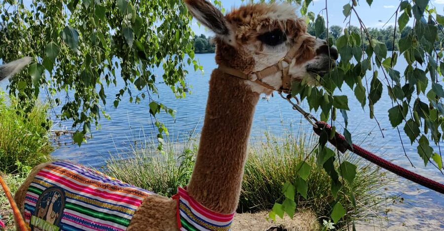 Braunschweig: Alpaca Trekking Tour - Back at the stable with Pepe and the herd