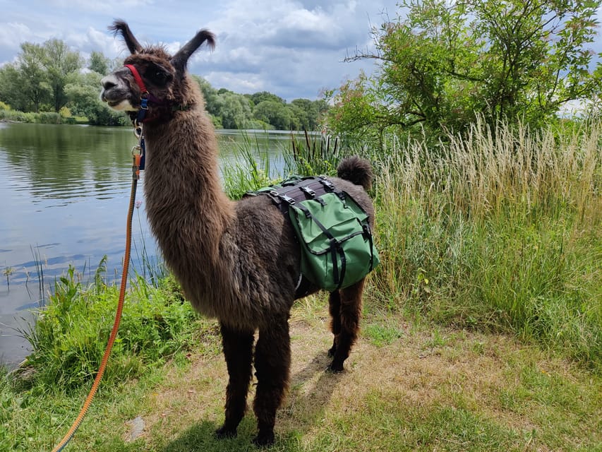 Braunschweig: Alpaca Trekking Tour - Price and what you receive for $69