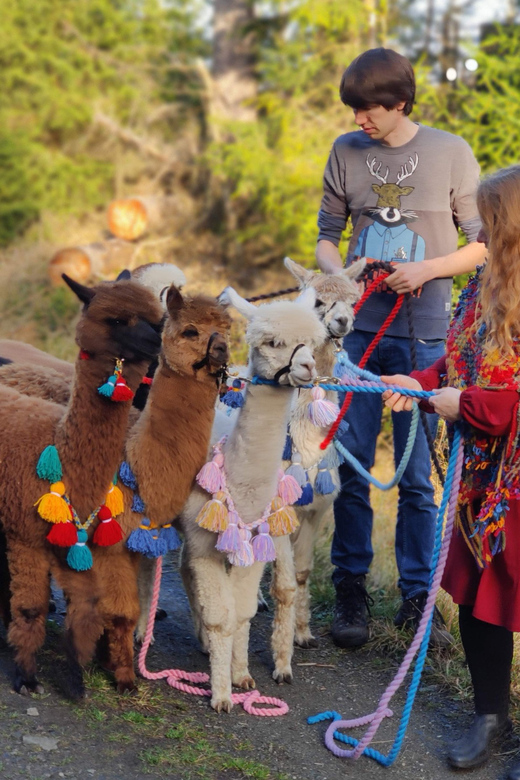 Braunschweig: Alpaca Trekking Tour - Who will enjoy this most