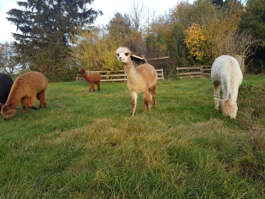 Braunschweig: Alpaca Trekking Tour - Choosing your woolly companion