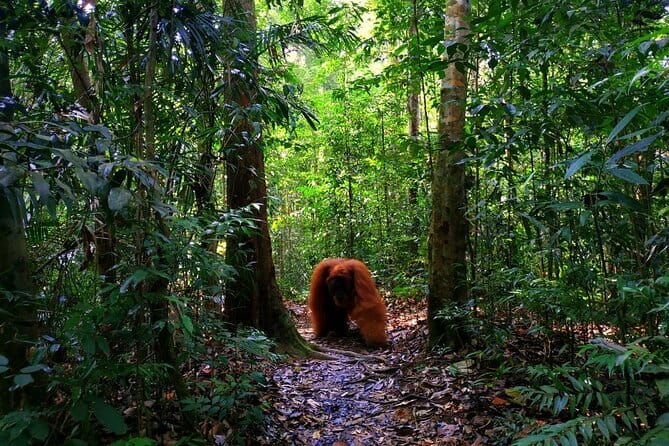 Bukit Lawang Berastagi 4 Days 3 Nights Volcano & Jungle Trekking - Why this North Sumatra route works so well