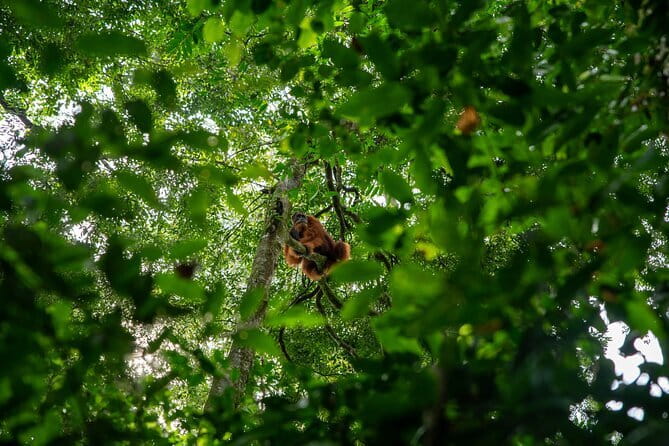 Bukit Lawang Berastagi 4 Days 3 Nights Volcano & Jungle Trekking - Day 3: Sinabung, Berastagi, and the fruit market