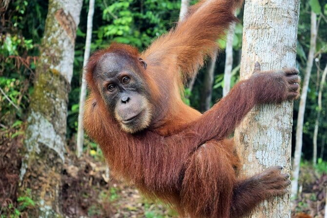 Bukit Lawang Berastagi 4 Days 3 Nights Volcano & Jungle Trekking - Hot springs at Pesona Sibayak View