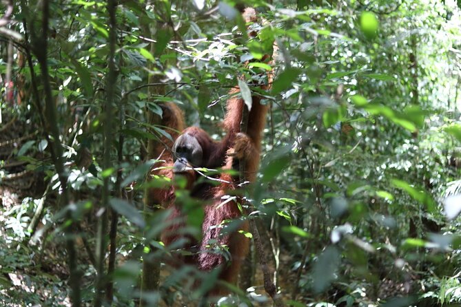 Bukit Lawang Full Day Jungle Trek - Five things to know before you book