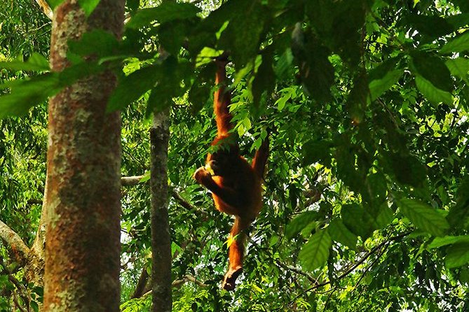 Bukit Lawang Full Day Jungle Trek - The first hours: forest, plants, and animal calls