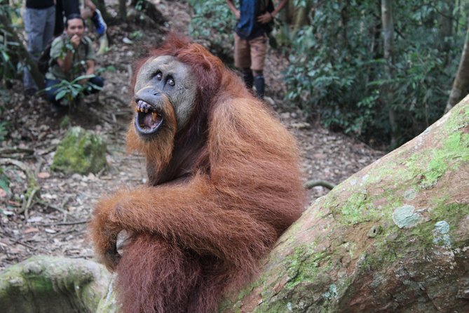 Bukit Lawang Full Day Jungle Trek - Lunch in the forest