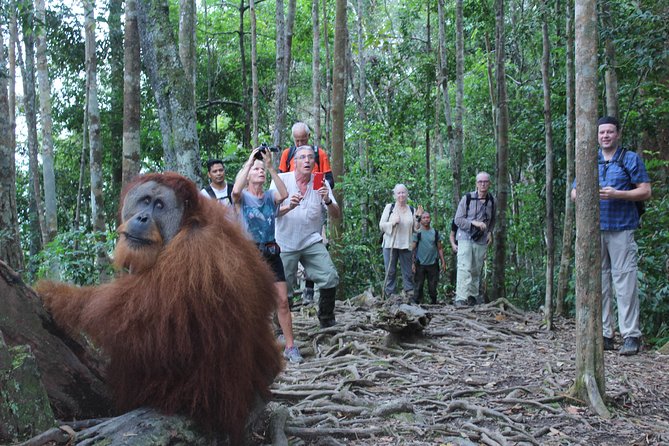 Bukit Lawang Full Day Jungle Trek - What the $72.48 price really covers