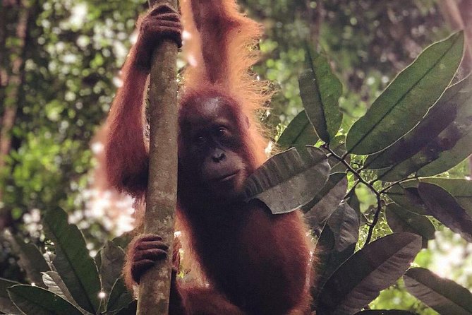 Bukit Lawang Full Day Jungle Trek - Orangutans, monkeys, and the value of patience