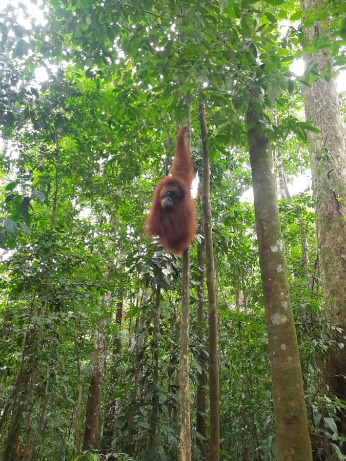 Bukit Lawang: Jungle Trekking and Rafting Day Trip - Why Bukit Lawang makes a strong day trip from Medan