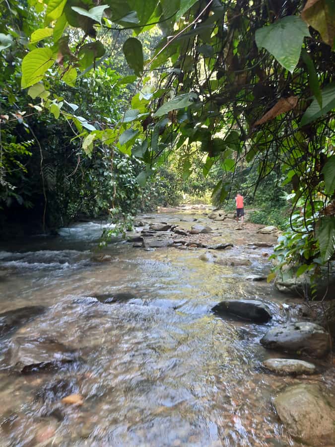 Bukit Lawang: Jungle Trekking and Rafting Day Trip - Orangutans, monkeys, and the luck factor