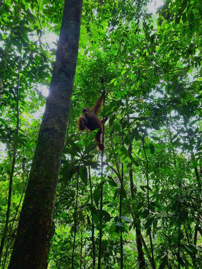 Bukit Lawang: Jungle Trekking and Rafting Day Trip - The Bahorok River’s homemade raft ride
