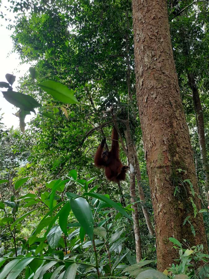 Bukit Lawang: Jungle Trekking and Rafting Day Trip - The Medan pickup and road journey