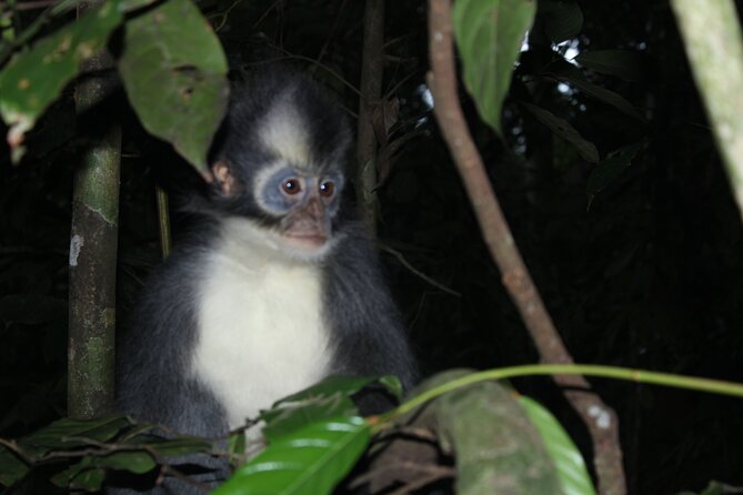 Bukit lawang tour 3days-2 night jungle trekking including rafting - Day one: five to six hours under the canopy