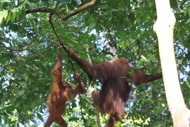 Bukit lawang tour 3days-2 night jungle trekking including rafting - Wildlife is exciting, but never guaranteed