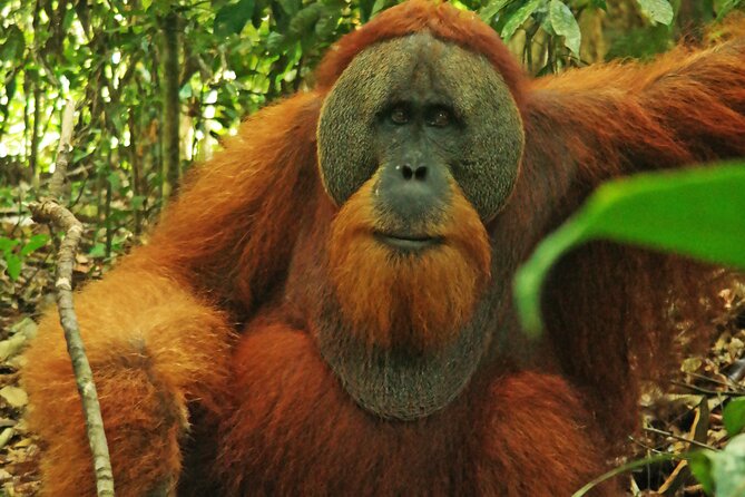 Bukit lawang tour 3days-2 night jungle trekking including rafting - The level of comfort you should expect