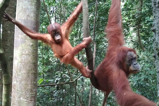 Bukit lawang tour 3days-2 night jungle trekking including rafting - Day two: the longest forest day