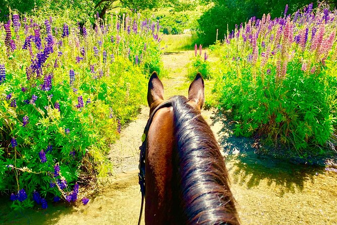 Cardrona High Country Pub Trail Horse Trek (Intermediate level+) - Gold-rush stories along the trail