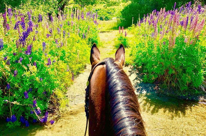 Cardrona High Country Pub Trail Horse Trek (Intermediate level+) - What the $433.78 price gets you
