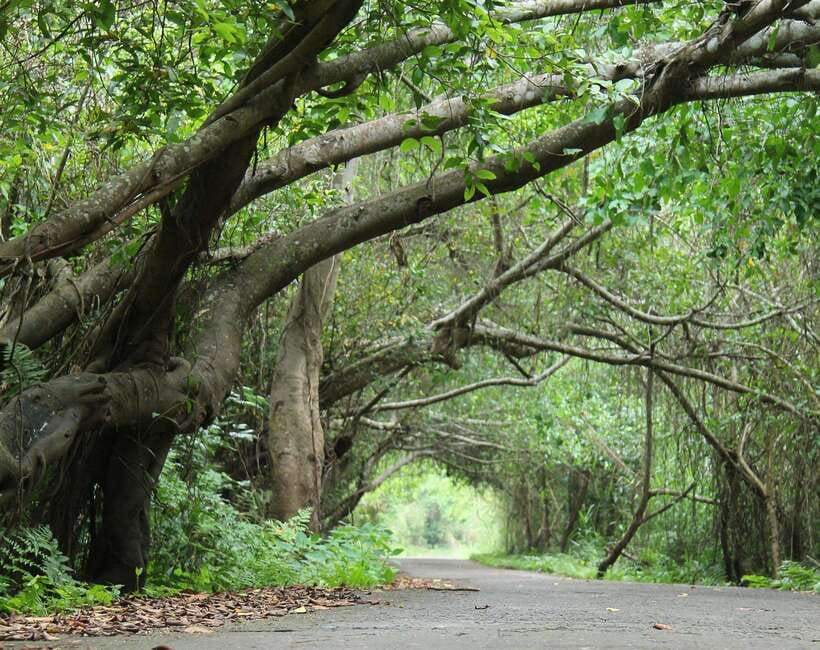 Cat Ba National Park Full Day Guide Tour Trekking & Kayaking - The Final Forest Section to Viet Hai Village