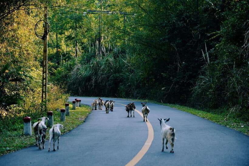 Cat Ba National Park Trekking & Ancient Village Biking - The easier four kilometers to Viet Hai