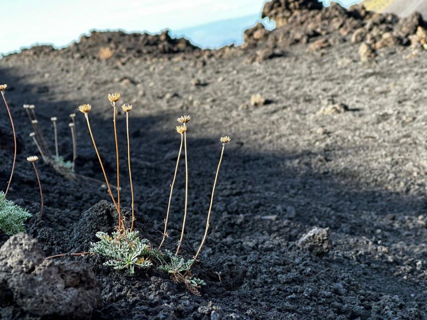 Catania: Etna Morning or Sunset Trek with Lava Tunnel & Gear - Why this Etna half-day works so well