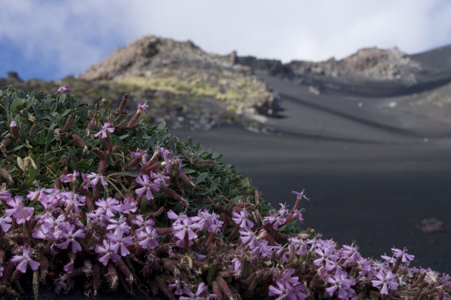Catania: Etna Morning or Sunset Trek with Lava Tunnel & Gear - The 2001 eruptive theater and Etna’s changing shape