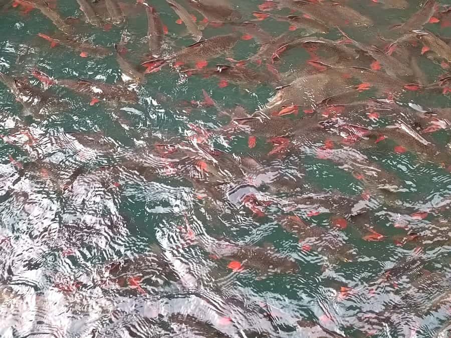 Chewlan Lake Day Trip No Trekking - Prakaipeth Cave and its natural stream