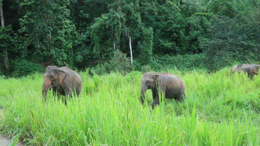 Chiang Mai: 2-Day Jungle Trek with Elephant Farm & Raft Ride - Breakfast, a second forest walk, and the elephant sanctuary