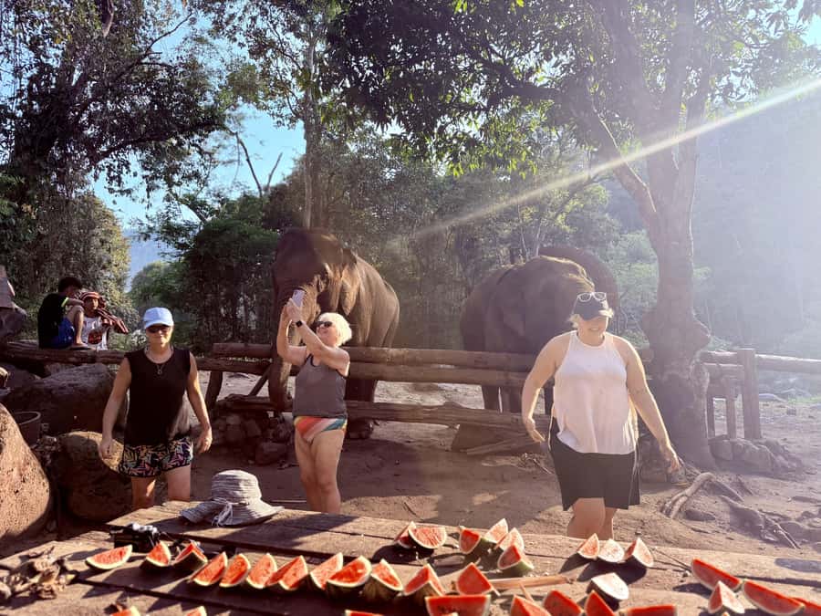 Chiang Mai 2-Day: Trekking, Tubing & Elephant Observation - The elephant option and animal welfare