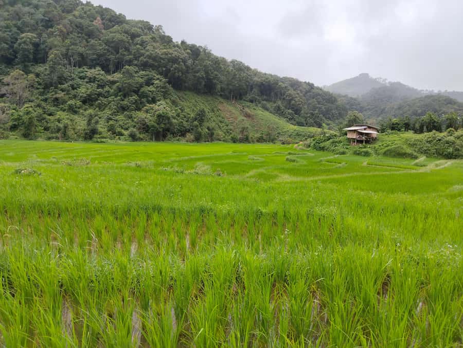 Chiang Mai: 2-Days Chiang Mai Amazing Trek - Key points at a glance