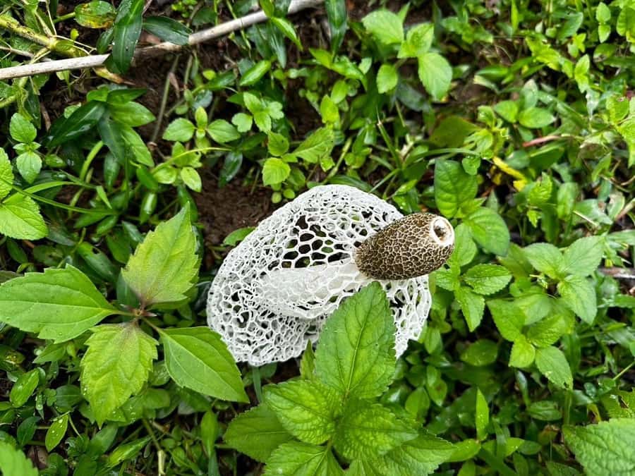 Chiang Mai: 3Days Nature&Cultural Trek in Doi Inthanon Area - Should you book the Doi Inthanon trek?