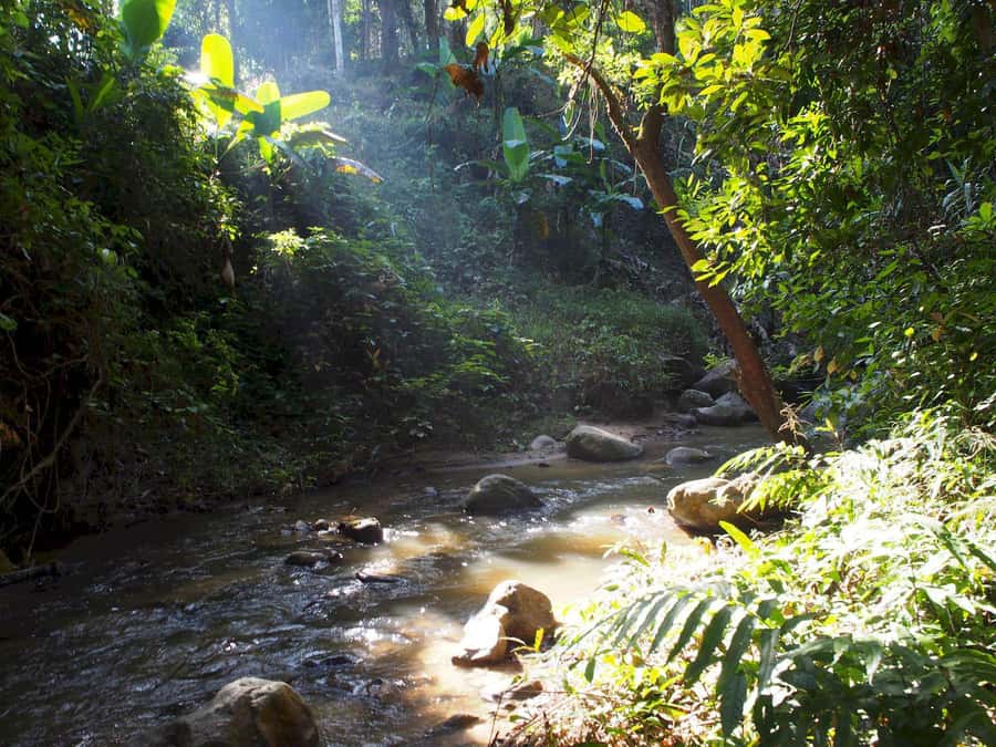 Chiang Mai: Chiang Dao Caves and Jungle Trek with Lunch - A 45-minute rest at the hot springs
