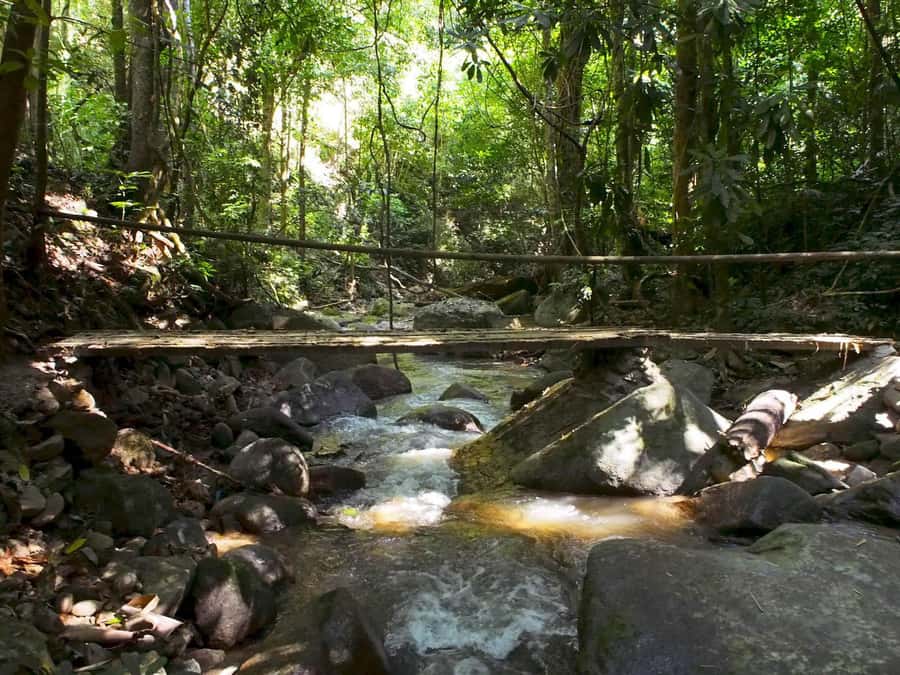 Chiang Mai: Chiang Dao Caves and Jungle Trek with Lunch - Starting with a local market and lunch