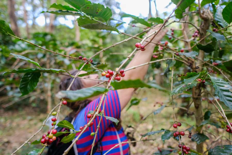 Chiang Mai Coffee Full Day Tour: Trek, Brew & Roast Journey. - Why this Chiang Mai coffee tour feels different