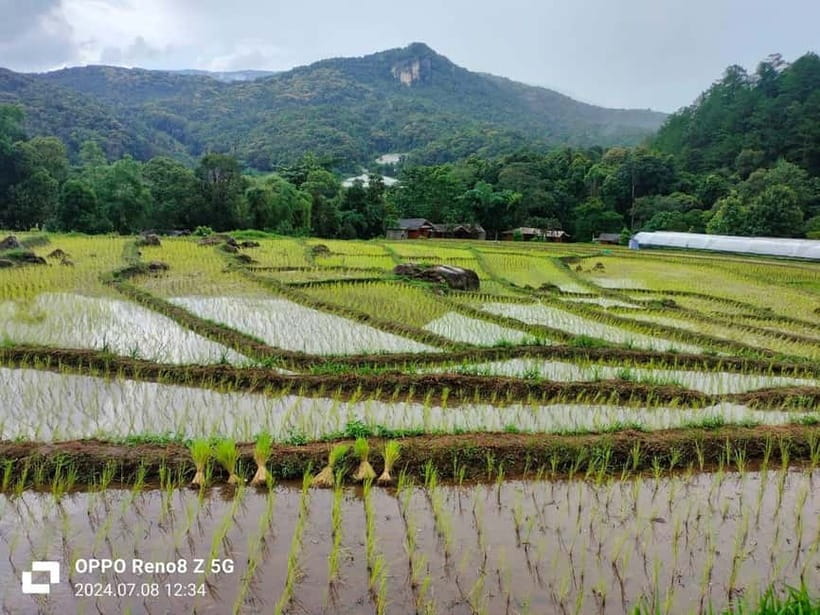 Chiang Mai: Doi Inthanon National Park+Trek Pha Dok Siew - Pha Dok Siew Nature Trail: a moderate two-hour walk