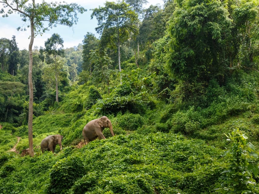 Chiang Mai: Doi Inthanon Park and Pha Dok Siew Trail Trek - Why Doi Inthanon makes a strong day trip