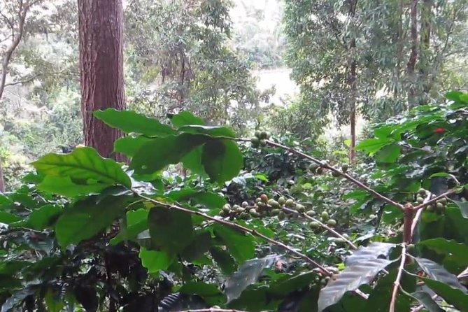 CHIANG MAI: Doi Inthanon-Trekking Pha Dok Seaw-Waterfall-Lunch - Walking the Pha Dok Siew Nature Trail