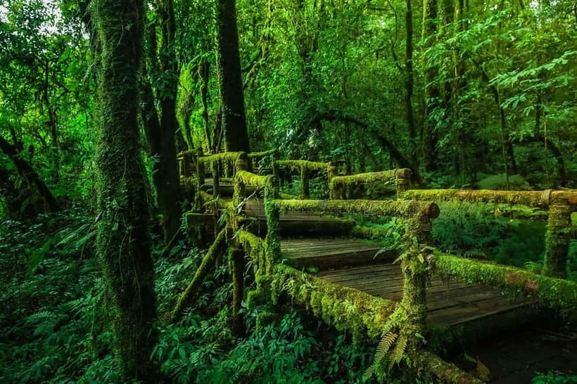 Chiang Mai: Doi Inthanon Trip with Pha Dok Siew Guided Trek - Who will enjoy this day most