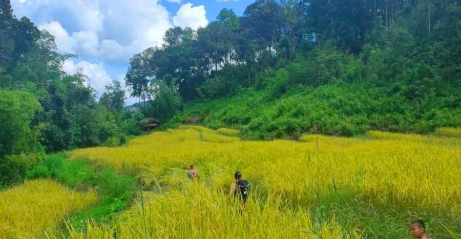 Chiang Mai: Elephant Sanctuary & Jungle Trek w/ Waterfall - Why this Chiang Mai day trip works