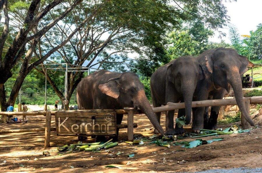 Chiang Mai: Full-Day Kerchor Elephant Eco Park Tour & Trek - What the $57 price includes
